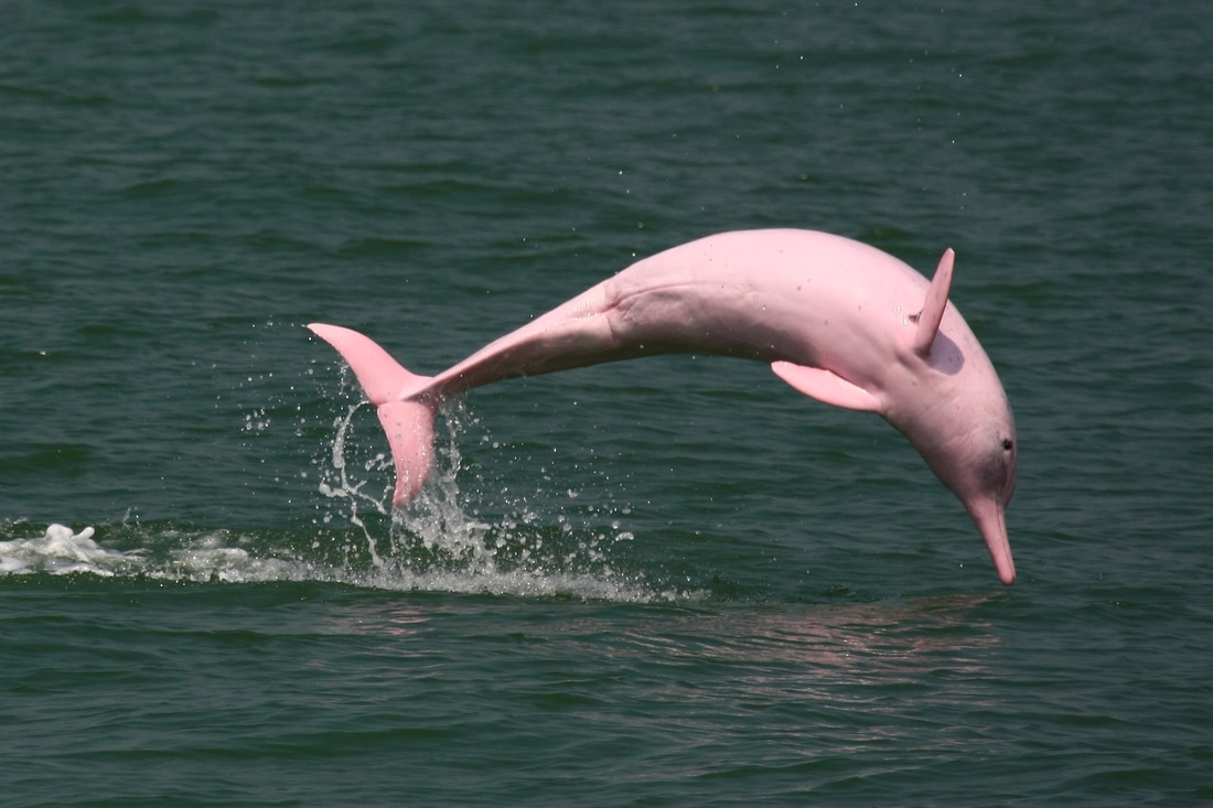 pink-dolphin-in-japan