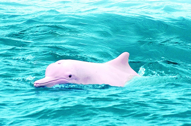 pink-dolphin